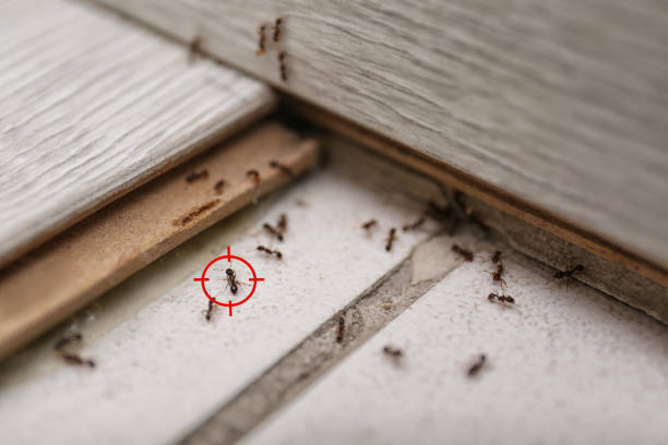Pest Control for Restaurants in Manchester, VA