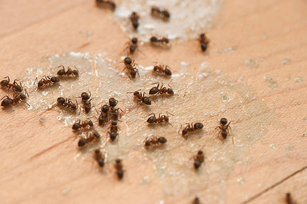 Best Pest Inspection Near Me  in Manchester, VA