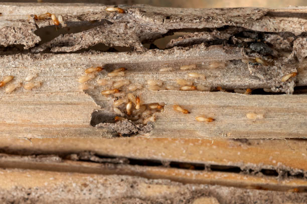Best Pest Control for Restaurants  in Manchester, VA