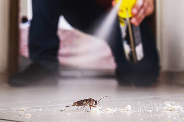 Best Spider Control Near Me  in Manchester, VA